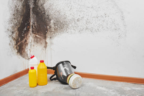 Best Residential Mold Remediation in Las Quintas Fronterizas, TX