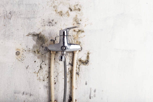 Best Post-Flood Mold Remediation in Las Quintas Fronterizas, TX