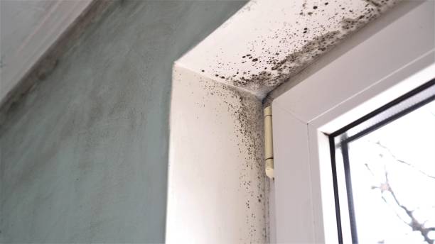 Best Attic Mold Remediation in Las Quintas Fronterizas, TX