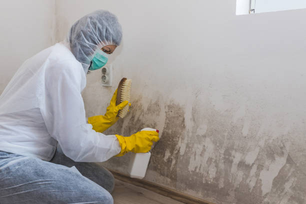 Best White Mold Remediation in Las Quintas Fronterizas, TX