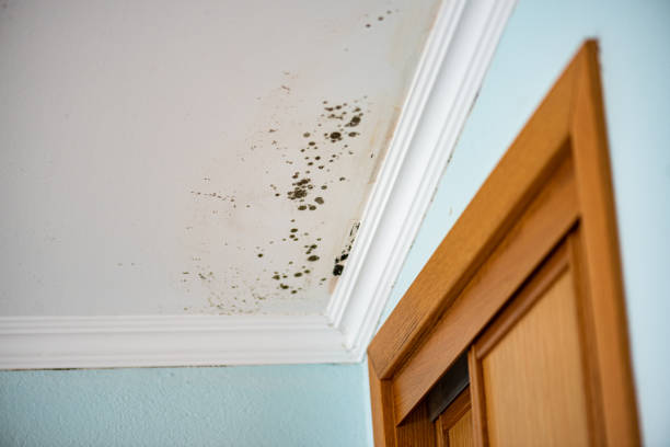 Best Kitchen Mold Remediation in Las Quintas Fronterizas, TX
