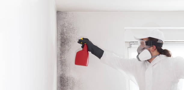 Best Bathroom Mold Remediation in Las Quintas Fronterizas, TX