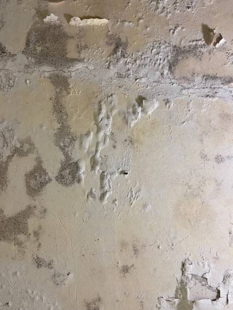 Best Mold Remediation for Schools in Las Quintas Fronterizas, TX