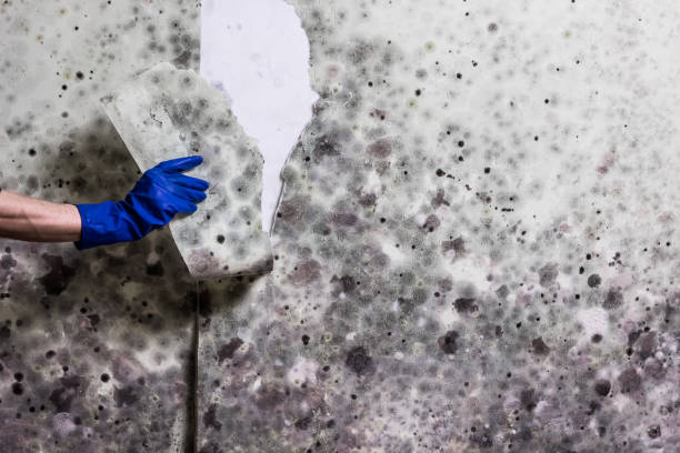 Best White Mold Remediation in Las Quintas Fronterizas, TX