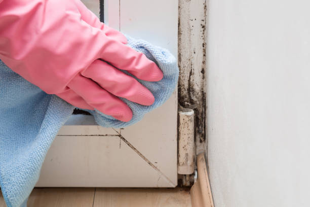 Best Crawl Space Mold Remediation in Las Quintas Fronterizas, TX