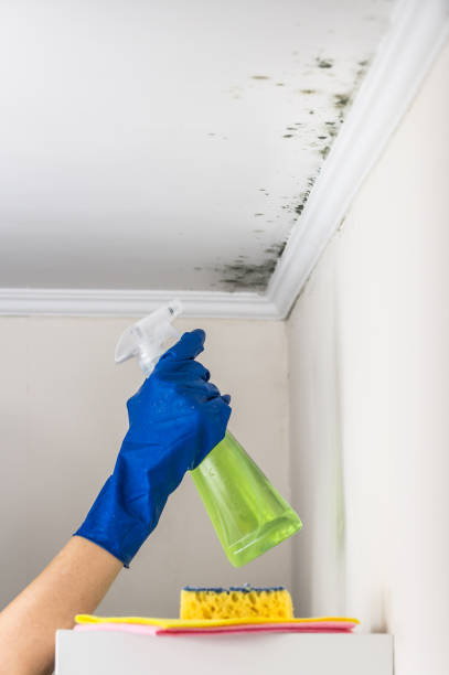 Best Preventive Mold Services in Las Quintas Fronterizas, TX
